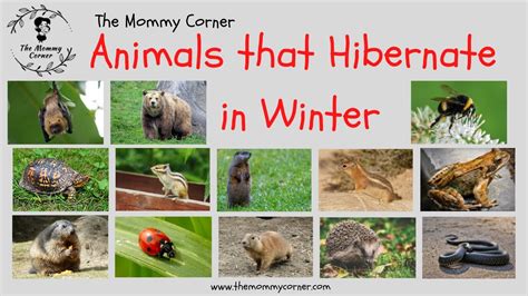 hibernate » English .